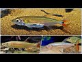 Серпохвостая - Краснохвостая Барракуда Большой хищник в аквариуме Содержание Разведение Кормление