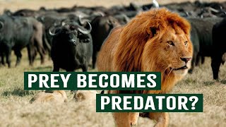 Predators Vs. Nature s Wrath: A Game Of Resilience And Luck | Deadly Game | Apex Predators