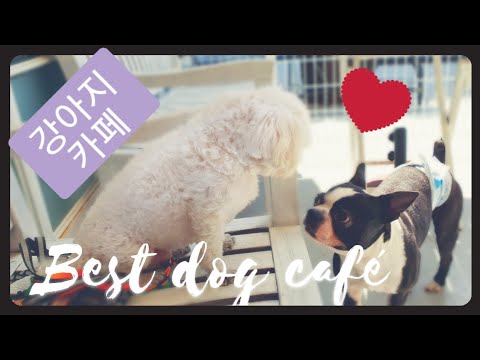 Itaewon dog cafe [what to do in Seoul] So fun!