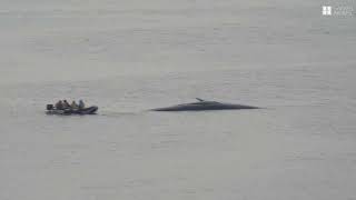 淀川河口のクジラ