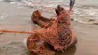 A group of holidaymakers rescued a sea lion dying in a fishing net.