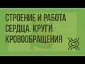 Строение и работа сердца. Круги кровообращения. Видеоурок по биологии 8 класс