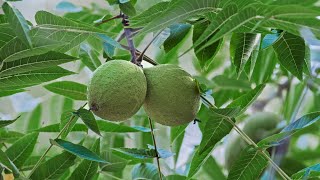 Walnuts