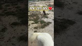 Adorable Dog Adventures in POV You Can't Miss #dog #cute #animals #fyp #fypシ
