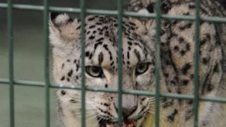ユキヒョウ初めての味覚