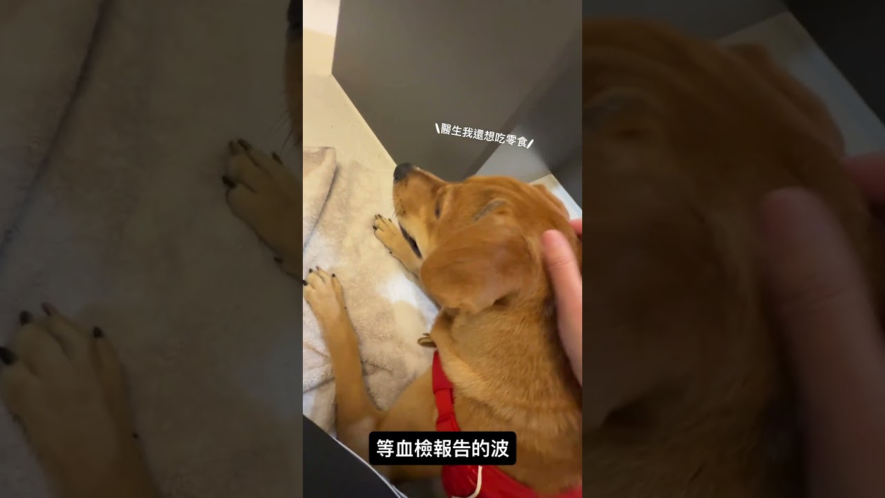 去看獸醫檢查的狗狗 日記 縮圖