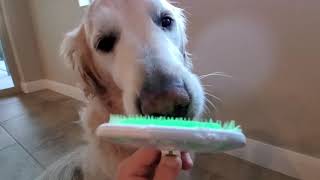Dog Licking Peanut Butter Off Orapup Tongue Cleaning Brush - ASMR 2 Hours Looped - Golden Retriever