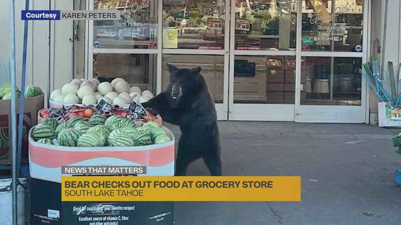 Bear checks out food at grocery store YouTube