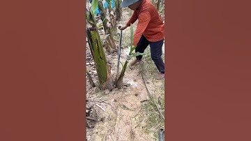 Nhà Vườn Xử Lý Chuối Cho Đạt Năng Xuất.#mietvuonland #chuối#nhàvườn