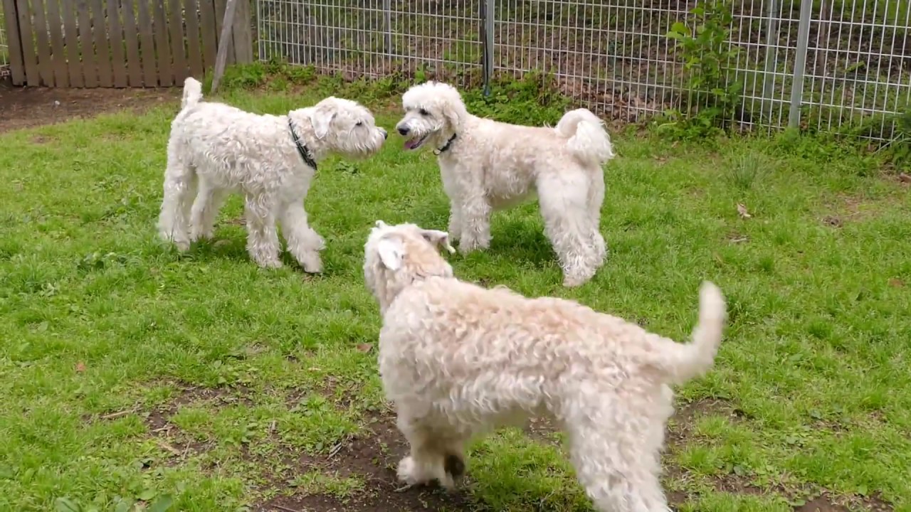 アイリッシュ ソフトコーテッド ウィートン テリアの性格 特徴 飼い方 ペットショップやブリーダーでの値段相場や里親募集も紹介 Mofmo