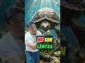 🐢😱 ¿Las TORTUGAS no 🚫SON realmente LENTAS? 🤯#DatoCurioso #Tortugas #Animales #MrBeastStyle