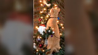 Cute Naughty Cat Climbing The Christmas Tree - Funny Cat Videos