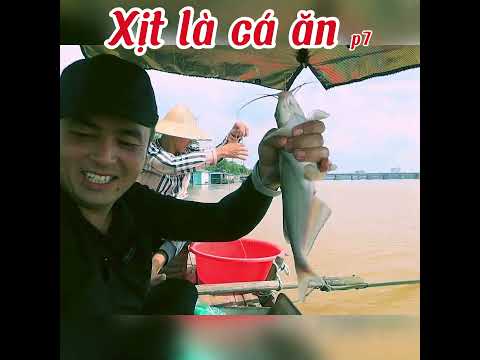 Câu Cá Ngạnh Dễ Như Chơi Với Mồi Xịt - Tôi Đã Thử Và Thành Công!