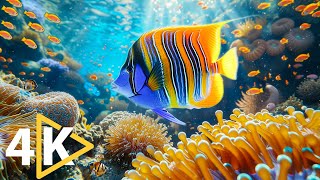 4K (ULTRA HD) Aquarium-Dive Into The Mesmerizing Underwater Realm, Fish, Sea Jellyfish, Coral Reefs.