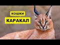 Кошка Каракал плюсы и минусы породы | Породы кошек | Порода кошек Каракал