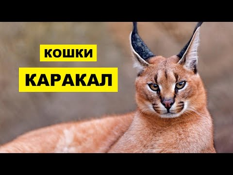 Видео: Тумор на млечната жлеза при котки: симптоми, лечение, прогноза