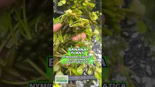 Easy Beginner Plant - Banana Plant - Nymphoides aquatica