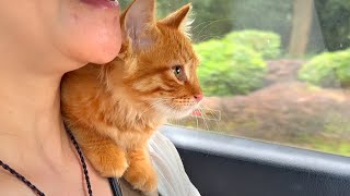 [CC SUB] As soon as the kitten got to know its owner, he went home on her shoulder
