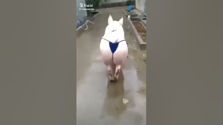 porca de branziamento