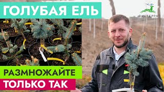 ГОЛУБАЯ ЕЛЬ РАЗМНОЖЕНИЕ ЧЕРЕНКАМИ | ЕЛЬ ИЗ ВЕТКИ | ГОЛУБАЯ ЕЛЬ ХУПСИ ОТ ЧЕРЕНКА ДО САЖЕНЦА