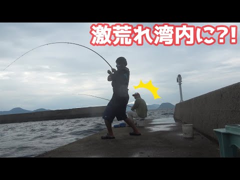 湾内に何か居る！おじさんからアジを貰って泳がせると…！！！