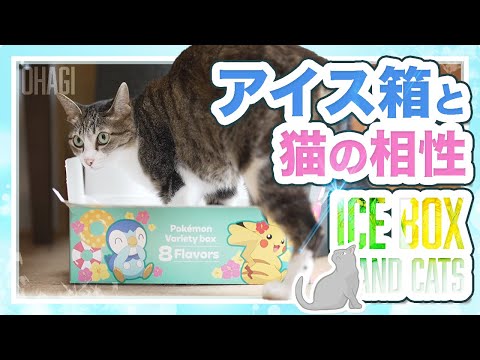 アイス箱と猫の相性