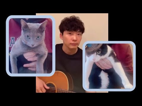 星野源さん うちで踊ろう 猫と踊ろう 猫チャレンジ Youtube