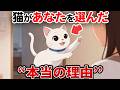猫があなたを飼い主に選んだ本当の理由【猫雑学】