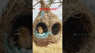 #animalsfight #documentary#wildlifeanimals#newshorts #viral_video #birdspecies #birdtrend #survival