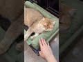 My Cat Finally Survived Summer With This Bed 🐱❄️#cat #catbed #petcare #shorts #catlovers