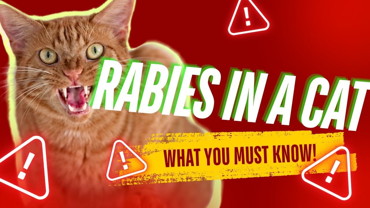 What Are The First Signs of Rabies In A Cat? #catrabies #catcare # ...