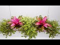 Pink Blushing Bromeliads and Callisia Repens Gold Turtle Vine Perfect for Frontyard Hanging Decor
