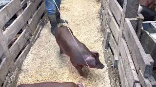 Lot 4 Duroc Gilt: 9/21/22 Sale