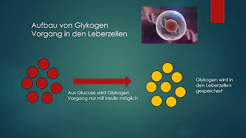 Was fördert den Abbau von Glykogen?