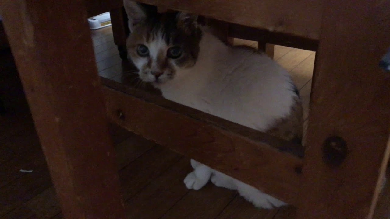 椅子の下の三毛猫 11 17 Youtube