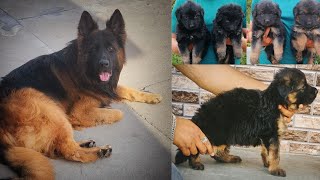 import line German shepherd long hair male female puppy Father JIGAR   for sale 9772238771