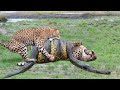 Top 10 Strongest Predators In The Wild - Prey VS Predator - Blondi Foks