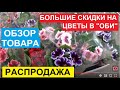 КАК МОЖНО НЕ ЛЮБИТЬ ЦВЕТЫ? ОБЗОР ВЕЛИКОЛЕПИЯ В ГИПЕРМАРКЕТЕ "ОБИ".ПОЗВОЛЯЛО БЫ МЕСТО - КУПИЛА БЫ ВСЁ