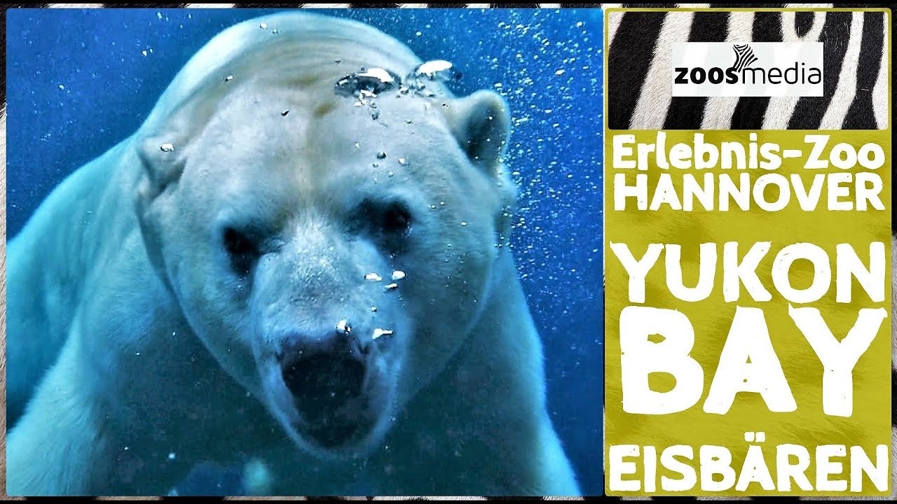 Erlebnis-Zoo Hannover: EISBÄREN in Yukon Bay | zoos.media
