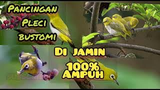 terbaru ‼️ masteran pleci Bustomi | full isian kapas tembak cililin gereja