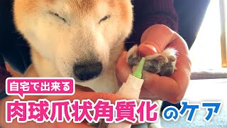 高齢犬の肉球爪状角質化ケア