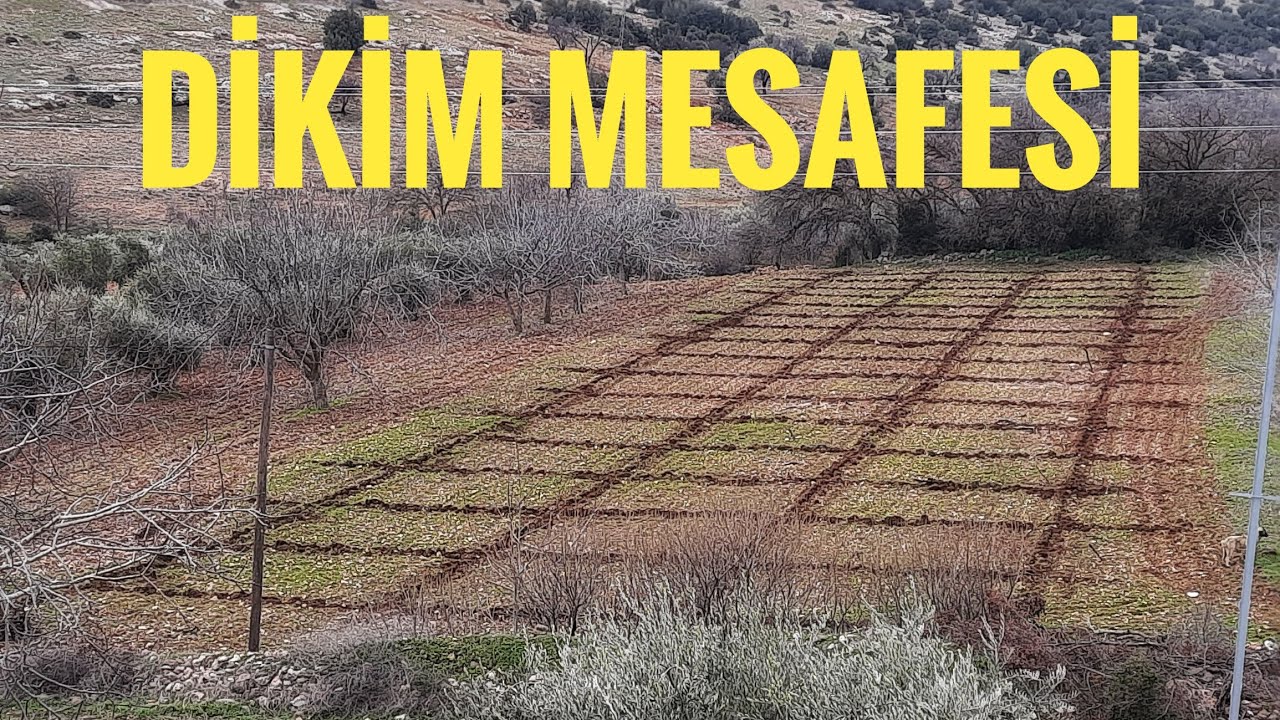 DİKKAT: ANTEP FISTIĞI DİKİM ARALIĞI BELİRLEME DE ÖNEMLİ ETKENLER...