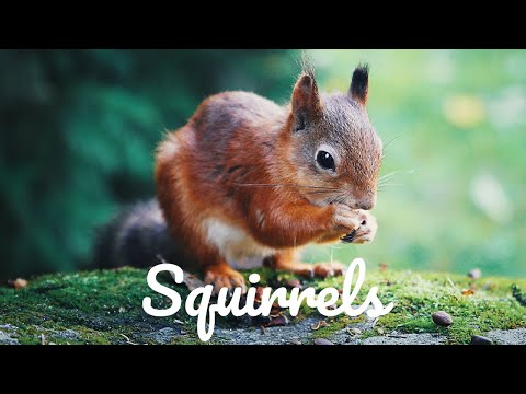 Relaxing Music For Stress Relief Squirrels 3 HOURS Of Calming Meditation Study Sleep Music