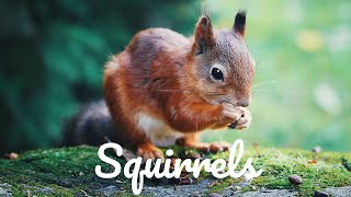 Relaxing Music For Stress Relief - Squirrels - 3 HOURS of Calming Meditation Study Sleep Music screenshot 4