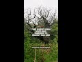Tree where Robin Hood was rumored to hideout has died