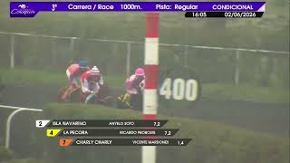 Vidéo de la course PMU PREMIO WILD FOREST