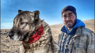 SIRADIŞI BİR HAYAT | YALNIZ ÇOBAN VE KANGAL KÖPEKLERİ | BELGESEL 4K