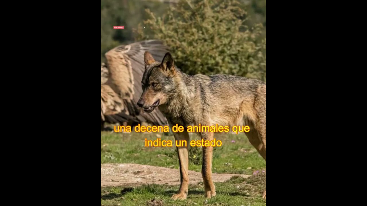 🔴¿Cuántos lobos hay en Galicia?🐺🐾