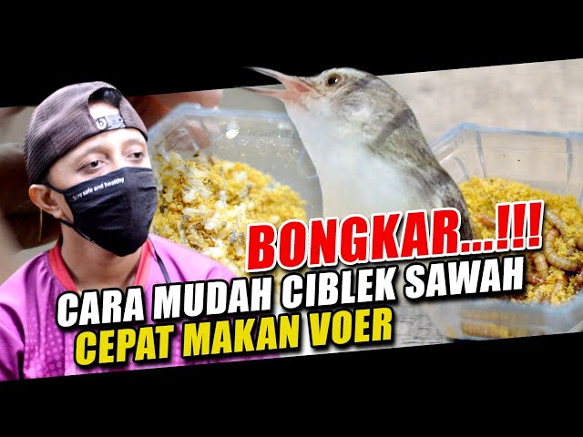 CARA MUDAH MEMBUAT CEBLEK SAWAH MAKAN VOER class=