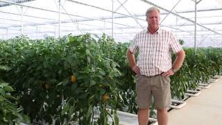 Success with Netafim Greenhouse on a pepper farm